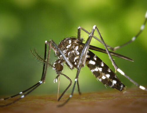 Deadly Eastern Equine Encephalitis (EEE) Outbreak