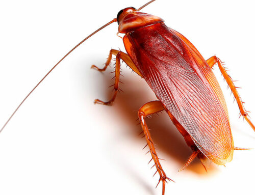 American Cockroach – Periplaneta americana