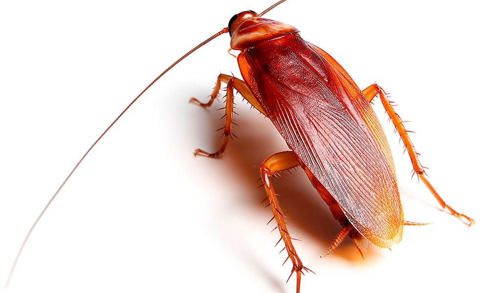 American Cockroach - Periplaneta americana.