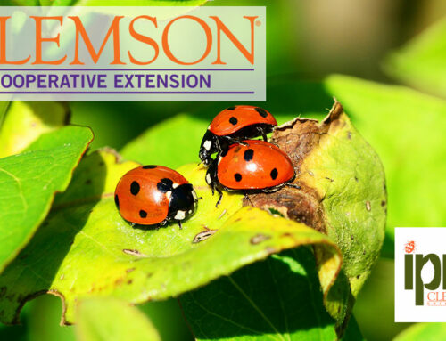 Clemson Extension to Hold Integrated Pest Management Workshop