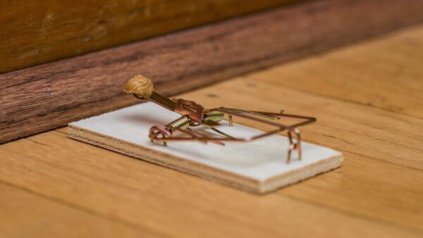 Should I Change the Location of Mouse Traps Periodically? - Yale Pest  Control